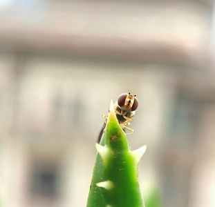 昆虫-你好2020-宅家-手机-微距 图片素材