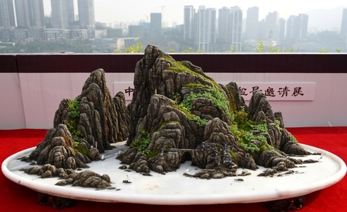 盆景-重庆-纪实-旅行-植物 图片素材