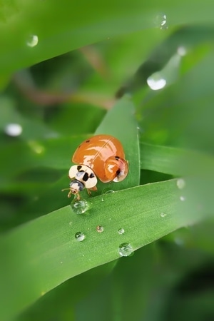 微距-抓拍-初夏-手机-瓢虫 图片素材