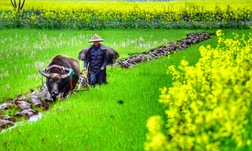 随拍-手机-美景-风景-田地 图片素材
