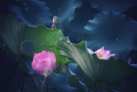 荷花-创意-植物-花-花朵 图片素材