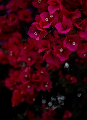 三角梅-花-特写-植物-花 图片素材