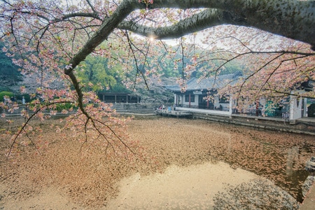 太湖-无锡-鼋头渚-风景-花 图片素材