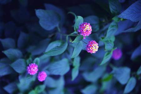 阆中-阳光-花卉-花-花卉 图片素材