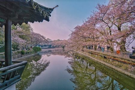 太湖-无锡-鼋头渚-风景-树 图片素材