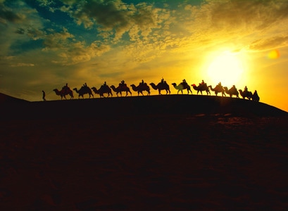 鄯善沙漠-吐鲁番-动物-骆驼-驼队 图片素材