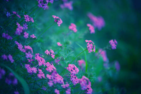 阆中-阳光-花卉-花-花卉 图片素材