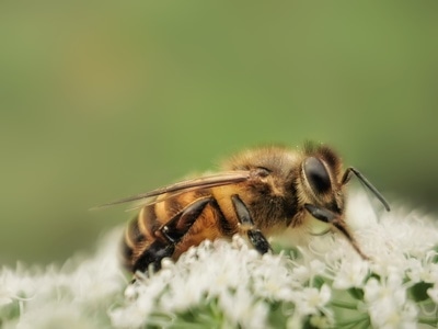 昆虫-微距-昆虫-蜜蜂-采蜜 图片素材