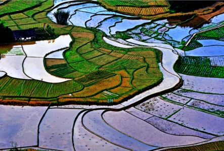 稻田-线条-春-我的2019-画 图片素材