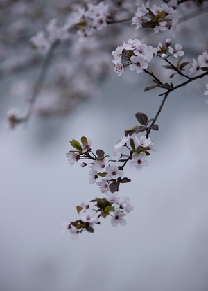 春天-花卉-红叶李-植物-花 图片素材