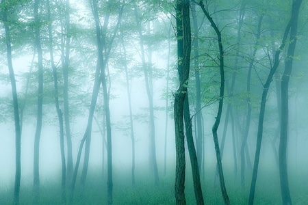 情绪-风景-色彩-树木-树林 图片素材