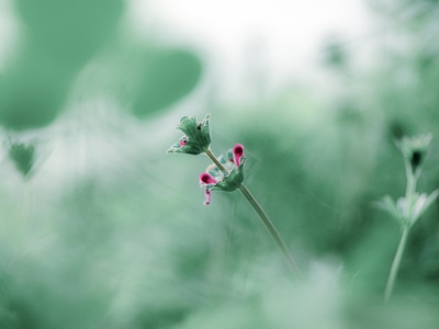 小清新-宅-花-小花-植物 图片素材