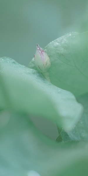 没有标签-没有-花-花苞-荷花 图片素材