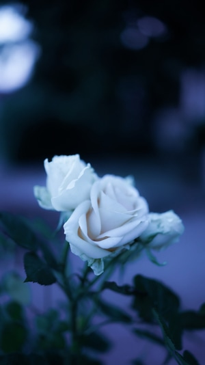 生活-宅-色彩-梦-花 图片素材