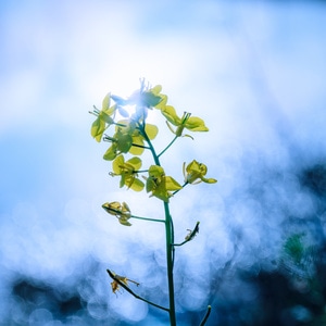 小清新-蓝-忧郁-宅-植物 图片素材