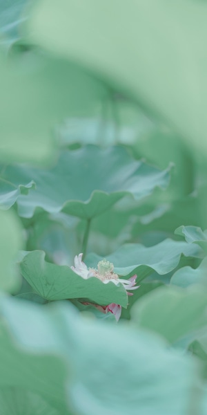 没有标签-没有-花-花朵-荷花 图片素材