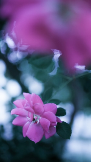 生活-宅-色彩-梦-花 图片素材