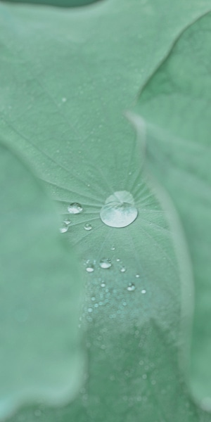 没有标签-没有-水珠-水滴-荷叶 图片素材