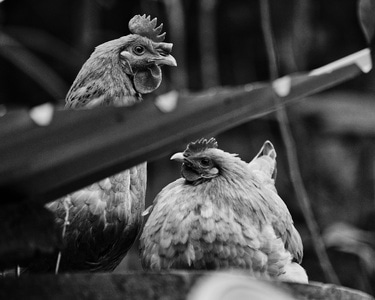 生活-黑白-沙洋-鸡-动物 图片素材