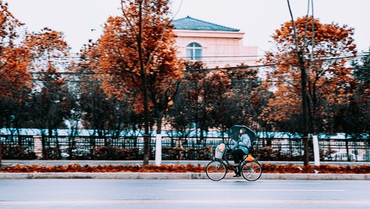 沙洋-路边社-树木-道路-树 图片素材