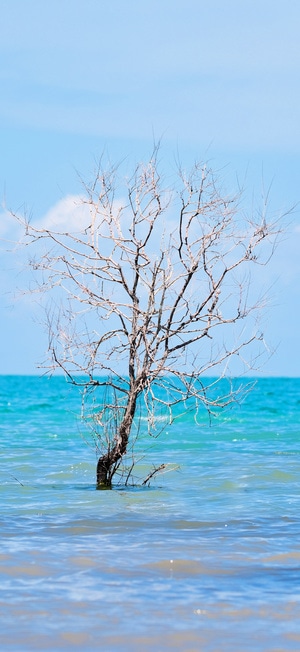 青海湖-旅游-湖面-枯树-风景 图片素材