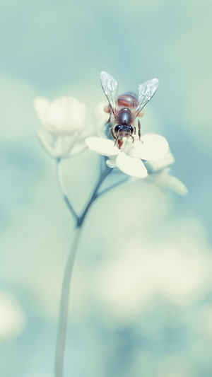 油菜花-蜜蜂-春天-昆虫-蜜蜂 图片素材