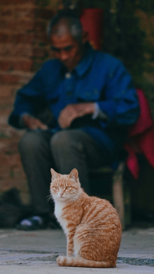 农村-生活-猫-动物-猫 图片素材