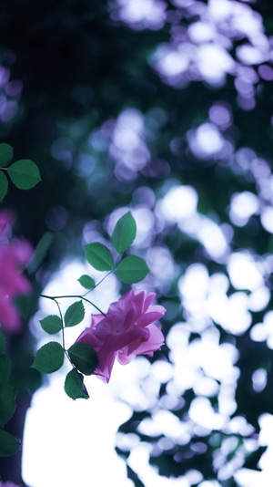 生活-宅-色彩-梦-花 图片素材