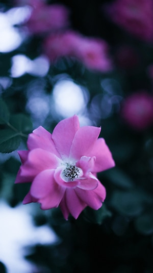 生活-宅-色彩-梦-花 图片素材