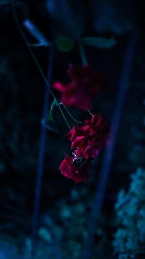 生活-宅-色彩-梦-花 图片素材