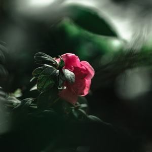 春天-绿色-gfx-植物-花 图片素材