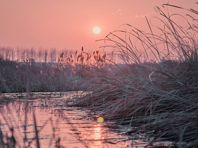 gfx-夕阳-芦苇-宅-夕阳 图片素材