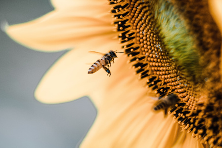 成都-欠一个标签-昆虫-蜜蜂-植物 图片素材
