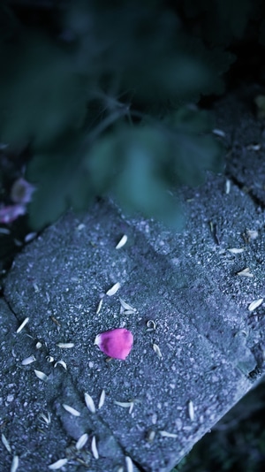 生活-宅-色彩-梦-花瓣 图片素材