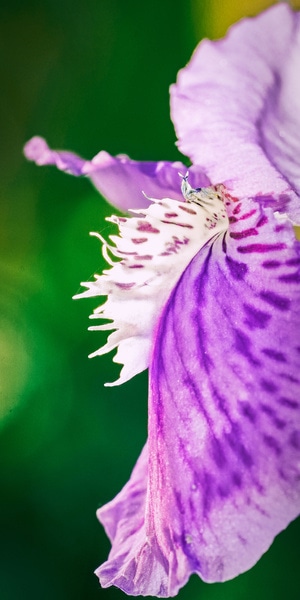 鸢尾-晚春-植物-花-花朵 图片素材