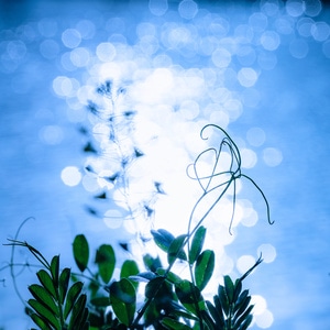 小清新-蓝-忧郁-宅-植物 图片素材