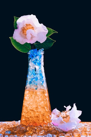 玻璃渣-茶花-茶花-花-粉花 图片素材
