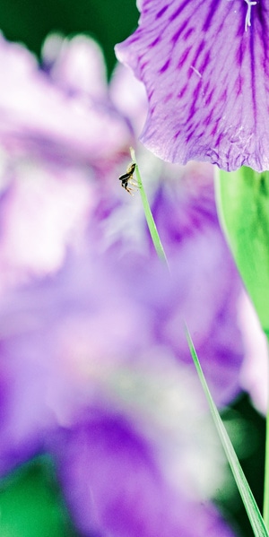 鸢尾-晚春-植物-花-花朵 图片素材