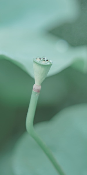 没有标签-没有-莲蓬-莲房-荷叶 图片素材