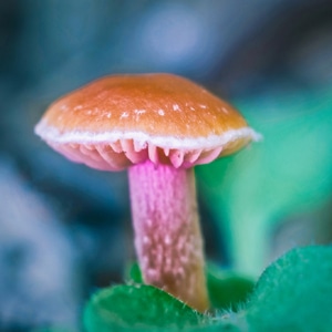 八羽怪-蘑菇兽-蘑菇-菌类-八羽怪 图片素材