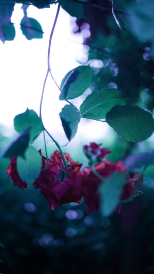 生活-宅-色彩-梦-花 图片素材