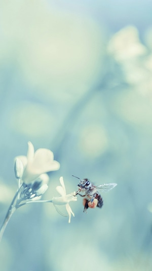 油菜花-蜜蜂-春天-昆虫-蜜蜂 图片素材