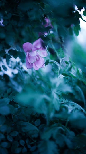 生活-宅-色彩-梦-花 图片素材