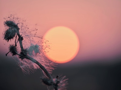 gfx-夕阳-芦苇-宅-夕阳 图片素材