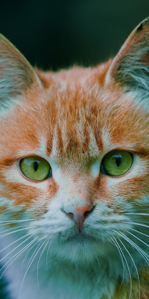 橘猫-生活-橘猫-猫咪-动物 图片素材