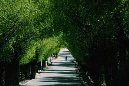色彩-场景-光影-风景-树 图片素材