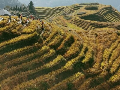 一镜知秋-场景-色彩-华为p30pro-手机摄影 图片素材