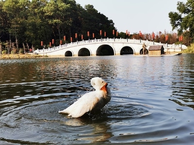 街像-旅拍-华为p30-色彩-鹅 图片素材