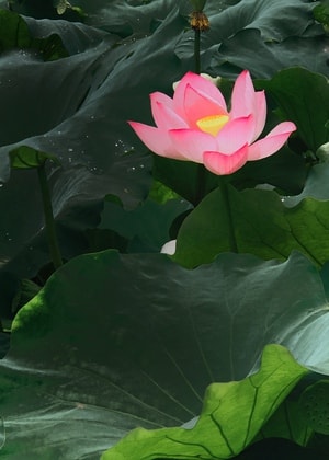 场景-色彩-手机-封开-花卉 图片素材