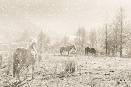 风景-画意-风光-雪景-雪 图片素材